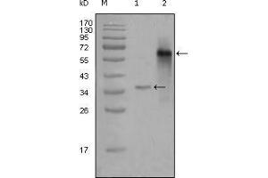 Western Blot showing NCOA3 antibody used against truncated Trx-NCOA3 recombinant protein (1) and truncated NCOA3 (aa1-200)-hIgGFc transfected CHOK1 cell lysate (2). (NCOA3 antibody  (AA 1-200))