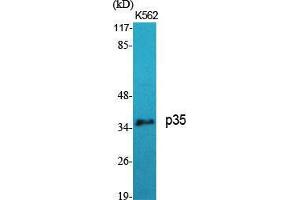 Western Blot (WB) analysis of specific cells using p35 Polyclonal Antibody. (P35 (N-Term) antibody)