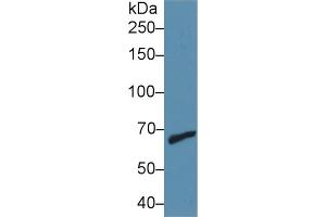 Rabbit Detection antibody from the kit in WB with Positive Control: Human jurkat cell lysate. (MMP 9 CLIA Kit)
