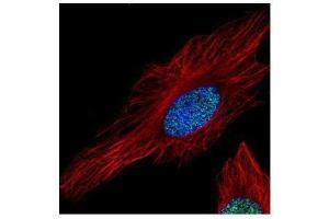 ICC/IF Image Confocal immunofluorescence analysis (Olympus FV10i) of paraformaldehyde-fixed HeLa, using Histone H3. (Histone H3.3 antibody)