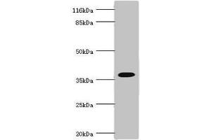 Western blot All lanes: FBP1 antibody at 3. (FBP1 antibody  (AA 1-338))