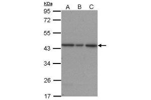 WB Image Sample (30 ug of whole cell lysate) A: A431 B: H1299 C: HepG2 12% SDS PAGE antibody diluted at 1:1500 (ERK2 antibody  (N-Term))