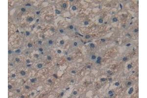 Detection of CYP-40 in Human Liver Tissue using Polyclonal Antibody to Cyclophilin 40 (CYP-40) (PPID antibody  (AA 7-206))