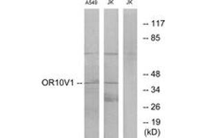 Western blot analysis of extracts from A549/Jurkat cells, using OR10V1 Antibody. (OR10V1 antibody  (AA 161-210))