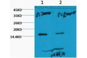 Western Blotting (WB) image for anti-Histone 3 (H3) (H3K79me3) antibody (ABIN3178644) (Histone 3 antibody  (H3K79me3))