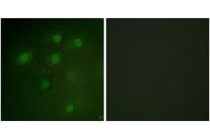 Immunofluorescence (IF) image for anti-Programmed Cell Death 4 (PDCD4) (AA 420-469) antibody (ABIN1532754)
