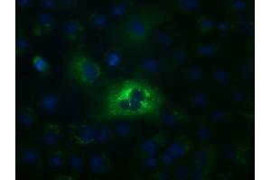 Anti-ALDH1L1 mouse monoclonal antibody (ABIN2452749) immunofluorescent staining of COS7 cells transiently transfected by pCMV6-ENTRY ALDH1L1 (RC213720). (ALDH1L1 antibody)