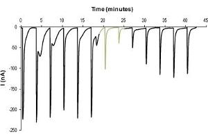 Time course of α7 nicotinic ACh channel current recording.