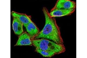 Immunofluorescence analysis of Hela cells using YWHAB mouse mAb (green). (YWHAB antibody  (AA 1-246))