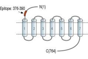 anti-Thyroid Stimulating Hormone Receptor (TSHR) (AA 376-390), (Extracellular), (N-Term) antibody