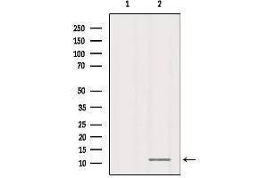 RPL37 antibody  (Internal Region)