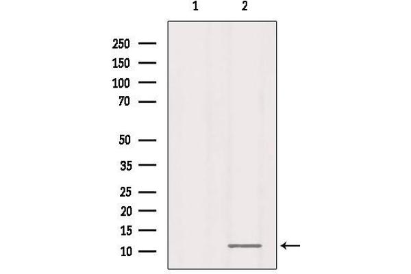 RPL37 antibody  (Internal Region)