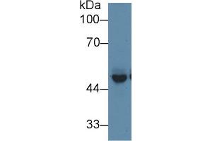 Western Blot; Sample: Mouse Cerebrum lysate; Primary Ab: 1µg/ml Rabbit Anti-Mouse PICK1 Antibody Second Ab: 0. (PICK1 antibody  (AA 24-229))