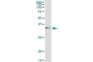 WISP2 antibody  (AA 1-250)