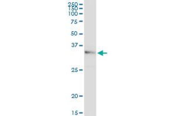 WISP2 antibody  (AA 1-250)