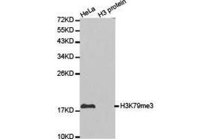 Western blot analysis of extracts of HeLa cell line and H3 protein expressed in E. (Histone 3 antibody  (H3K79me3))