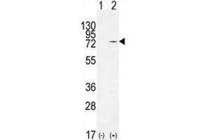 Western Blotting (WB) image for anti-Nucleolin (NCL) antibody (ABIN3032071)