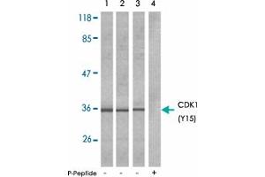 Western blot analysis of extracts from COLO205 (Lane 1) and HepG2 (Lane 2) and K-562 (Lane 3 and 4) cells using CDK1 (phospho Y15) polyclonal antibody . (CDK1 antibody  (pTyr15))