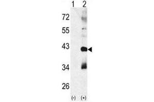 Western blot analysis of MAPK11 antibody and 293 cell lysate (2 ug/lane) either nontransfected (Lane 1) or transiently transfected with the MAPK11 gene (2).