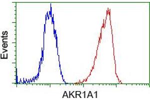 Image no. 5 for anti-Aldo-Keto Reductase Family 1, Member A1 (Aldehyde Reductase) (AKR1A1) antibody (ABIN1496539) (AKR1A1 antibody)