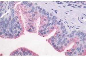 Anti-GPR87 antibody  ABIN1048891 IHC staining of human prostate, epithelium. (GPR87 antibody  (C-Term))