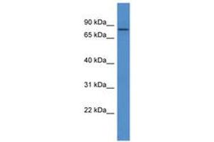 Image no. 1 for anti-Collagen, Type IX, alpha 3 (COL9A3) (AA 343-392) antibody (ABIN6746559) (COL9A3 antibody  (AA 343-392))