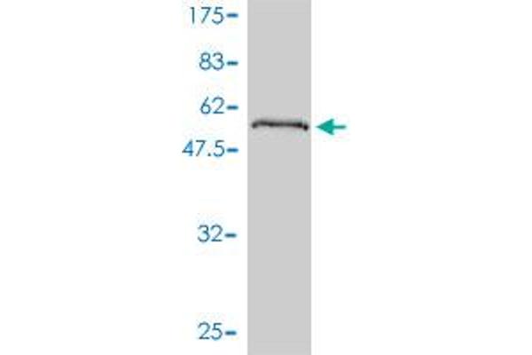 PPM1B antibody  (AA 1-192)