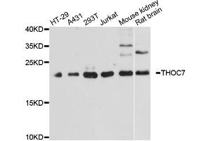 Western blot analysis of extracts of various cell lines, using THOC7 antibody. (THOC7 antibody)