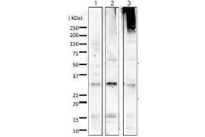 Western Blotting (WB) image for anti-Small Ubiquitin Related Modifier 2/3 (SUMO2/3) (full length) antibody (ABIN2452139)