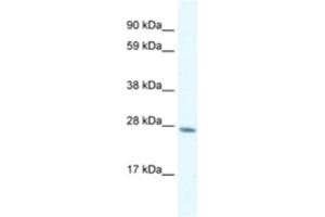 Western Blotting (WB) image for anti-General Transcription Factor IIF, Polypeptide 2, 30kDa (GTF2F2) antibody (ABIN2460221) (GTF2F2 antibody)