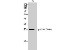 Western Blotting (WB) image for anti-Fas (TNFRSF6)-Associated Via Death Domain (FADD) (pSer191) antibody (ABIN3182716) (FADD antibody  (pSer191))