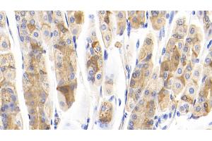 Detection of IFNa7 in Mouse Stomach Tissue using Polyclonal Antibody to Interferon Alpha 7 (IFNa7) (IFNA7 antibody  (AA 24-190))