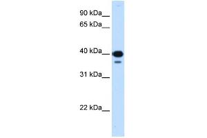 WB Suggested Anti-NFYC Antibody Titration:  0. (NFYC antibody  (C-Term))