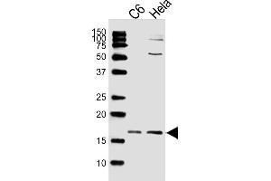Lane 1: C6 Cell Lysates, Lane 2: HeLa Cell Lysates, probed with Histone H3 (809CT10. (Histone 3 antibody)