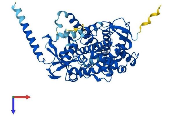 CYP46A1 Protein (AA 1-500) (His tag)