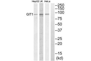 Western blot analysis of extracts from HeLa cells, Jurkat cells and HepG2 cells, using GIT1 antibody. (GIT1 antibody  (C-Term))