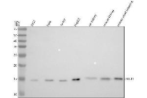 Western blot analysis of HINT1 using anti-HINT1 antibody (ABIN7605098).