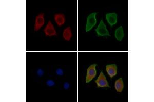 ABIN7094830 and ABIN7098881 staining Hela cells by IF/ICC. (Sialoadhesin/CD169 antibody  (Internal Region))