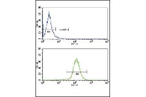 ABCG1 Antibody (Center) (ABIN390433 and ABIN2840818) flow cytometry analysis of HepG2 cells (bottom histogram) compared to a negative control cell (top histogram). (ABCG1 antibody  (AA 359-387))