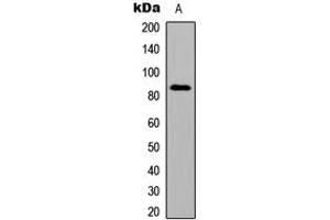 Western blot analysis of Smoothened expression in HeLa (A) whole cell lysates.