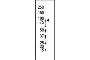 Western blot analysis of anti-FGFR4 Pab in THP-1 cell lysate. (FGFR4 antibody  (N-Term))