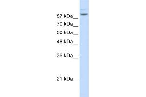 WB Suggested Anti-MATR3 Antibody Titration:  1. (MATR3 antibody  (N-Term))