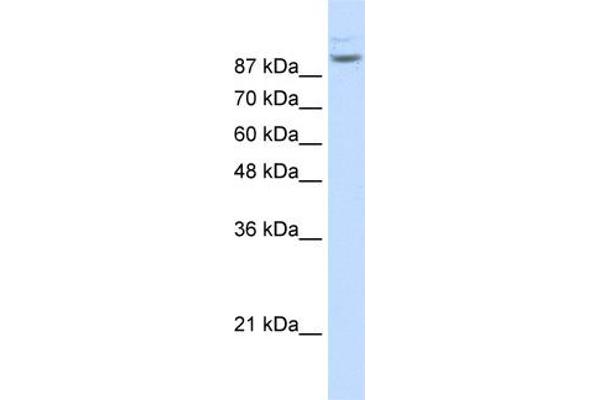 MATR3 anticorps  (N-Term)
