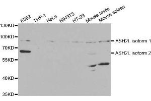Western Blotting (WB) image for anti-Set1/Ash2 Histone Methyltransferase Complex Subunit ASH2 (ASH2L) antibody (ABIN1876580) (ASH2L antibody)