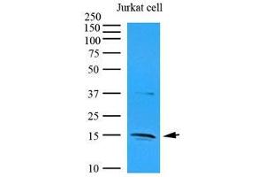 Cell lysates of Jurkat (35 ug) were resolved by SDS-PAGE, transferred to nitrocellulose membrane and probed with anti-human IL-32 (1:1000). (IL32 antibody  (AA 1-131))