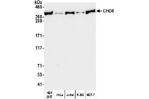 Western Blotting (WB) image for anti-Chromodomain Helicase DNA Binding Protein 8 (CHD8) (AA 2252-2302) antibody (ABIN7454728) (CHD8 antibody  (AA 2252-2302))