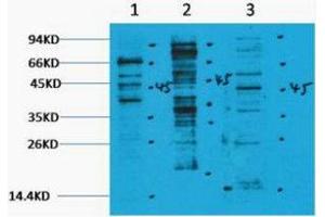 Western Blotting (WB) image for anti-Methylated Lysine (pan) antibody (ABIN3181295) (Methylated Lysine (pan) antibody)