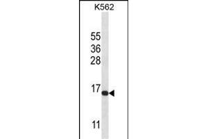 H2AFX Antibody (C-term) (ABIN657639 and ABIN2846635) western blot analysis in K562 cell line lysates (35 μg/lane).