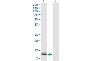 CARD17 antibody  (AA 1-110)