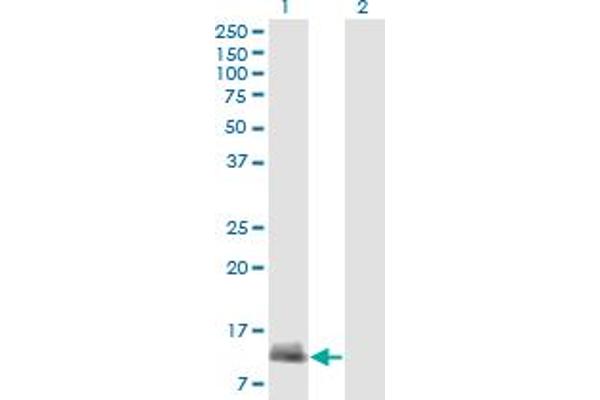 CARD17 antibody  (AA 1-110)